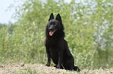 SCHIPPERKE 524